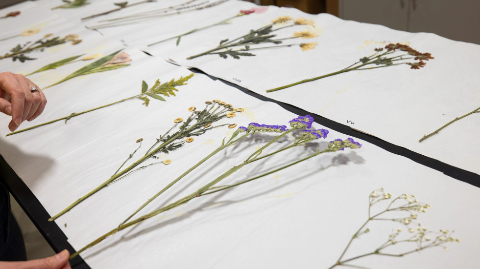 Pressed flowers arranged on white fabric as part of a memorial herbarium project.